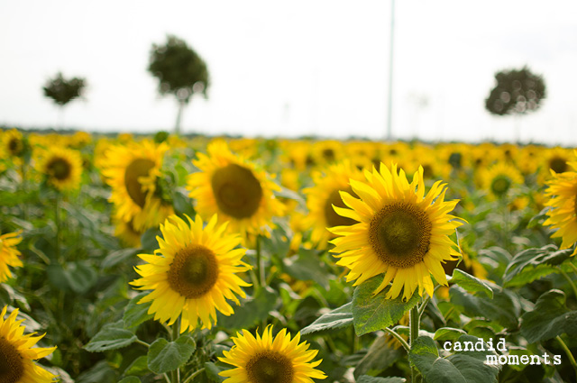 Sonnenblumen