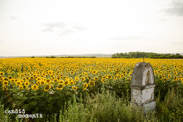 Sonnenblumen