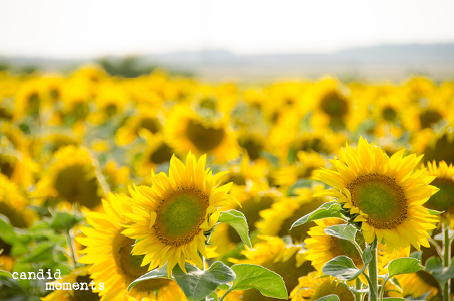 Sonnenblumen