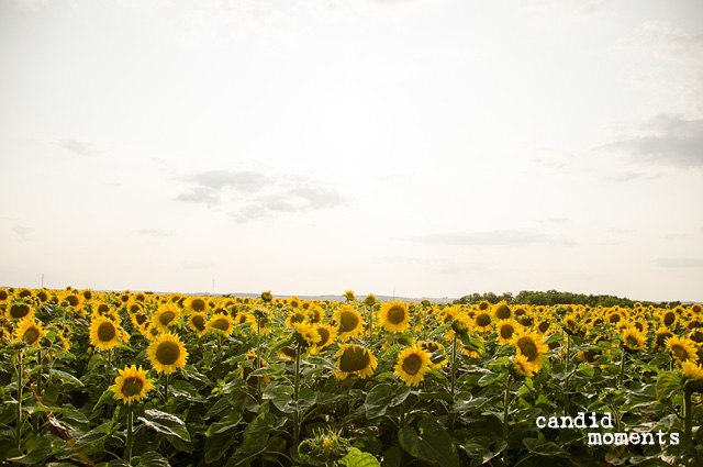 Sonnenblumen