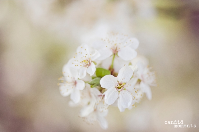 Frühlingsblüten